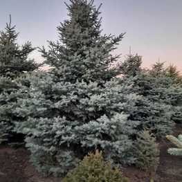 Ель колючая Глаука (Picea pungens 'Glauca') Экстра