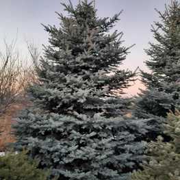 Ель колючая Глаука (Picea pungens 'Glauca') Экстра