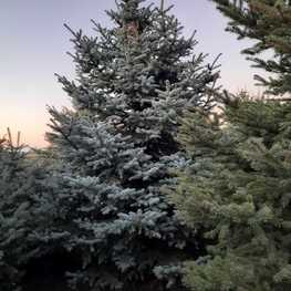 Ель колючая Глаука (Picea pungens 'Glauca') Экстра