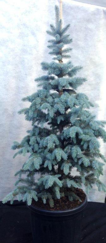 Ель голубая Блю Маунтин (Picea pungens 'Blue Mountain')