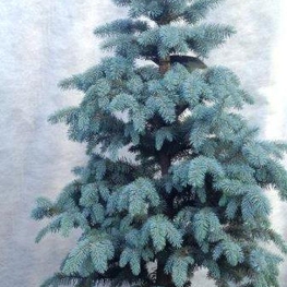 Ель голубая Блю Маунтин (Picea pungens 'Blue Mountain')