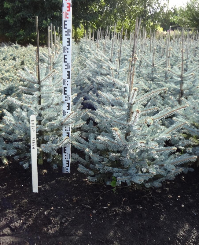 Ель колючая Эрих Фрам (Picea pungens 'Erich Frahm')