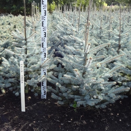 Ель колючая Эрих Фрам (Picea pungens 'Erich Frahm')