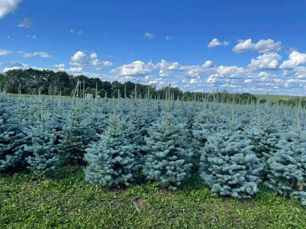 Ель колючая Блю Даймонд (Picea pungens 'Blue Diamond')