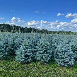 Ель колючая Блю Даймонд (Picea pungens 'Blue Diamond')