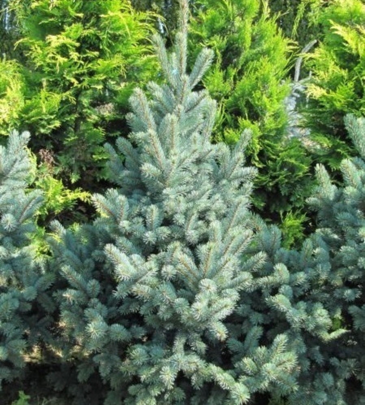 Ель колючая Ретрофлекса (Picea pungens 'Retroflexa')