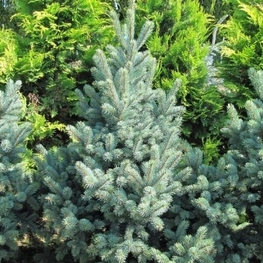 Ель колючая 'Retroflexa'