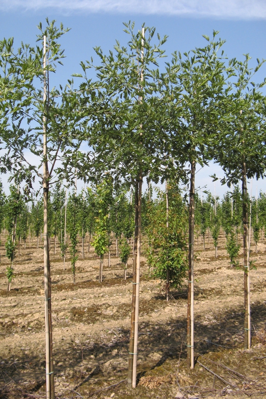 Ольха серая Лациниата (Alnus incana 'Laciniata')