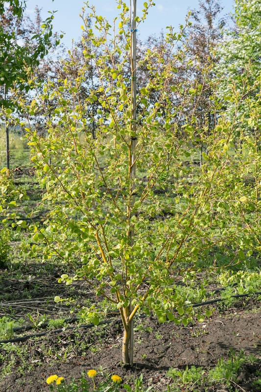 Ольха серая Ауреа (Alnus incana 'Aurea')