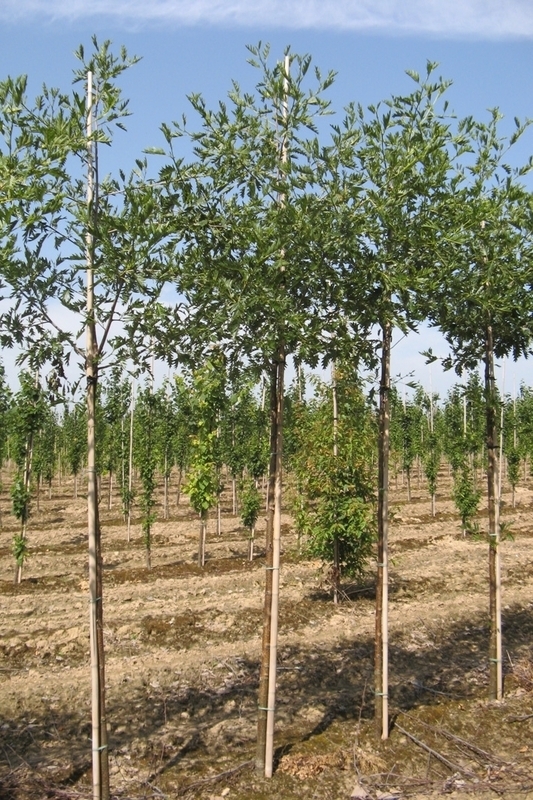 Ольха серая (Alnus incana)