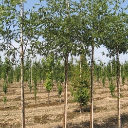 Ольха серая (Alnus incana)