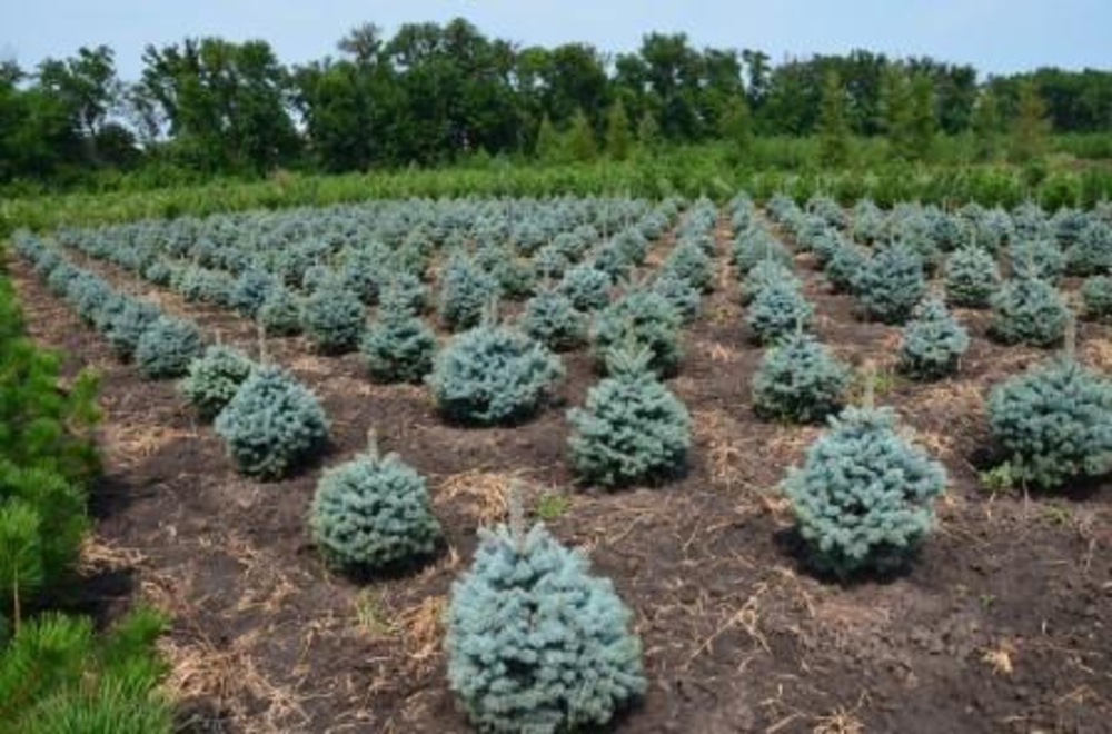 Ель голубая Супер Блю Сидлинг (Picea pungens 'Super Blue Seedling')