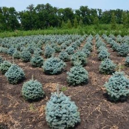 Ель голубая Супер Блю Сидлинг (Picea pungens 'Super Blue Seedling')