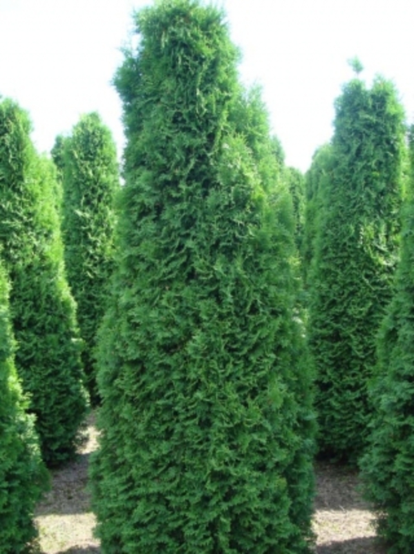 Туя западная Холмструп (Thuja occidentalis 'Holmstrup')