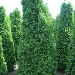 Туя западная Холмструп (Thuja occidentalis 'Holmstrup')