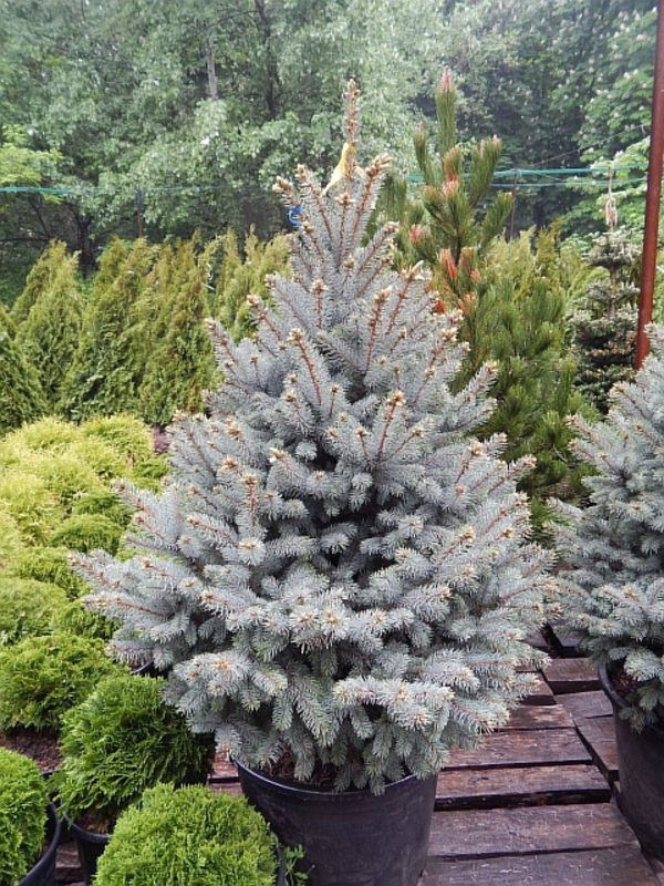Ель колючая Балатон (Picea pungens 'Balaton')