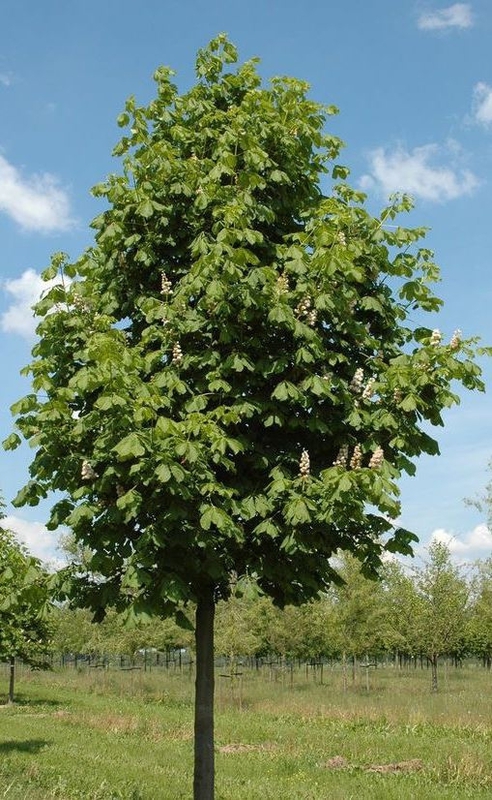Каштан конский (Aesculus hippocastanum)