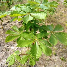 Каштан конский (Aesculus hippocastanum)