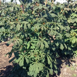 Каштан конский (Aesculus hippocastanum) кустовой