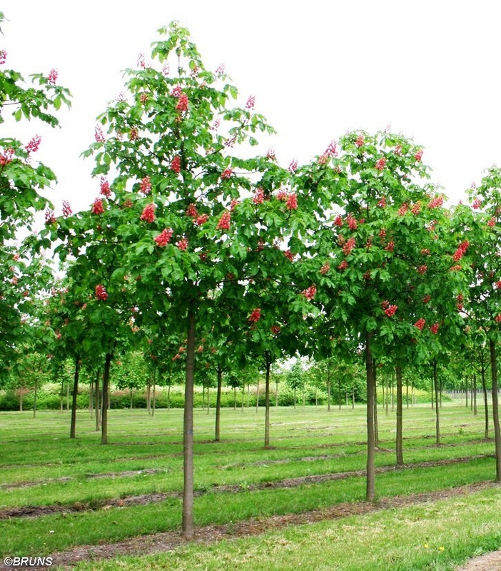 Каштан конский мясокрасный Бриоти (Aesculus × carnea 'Briotii')