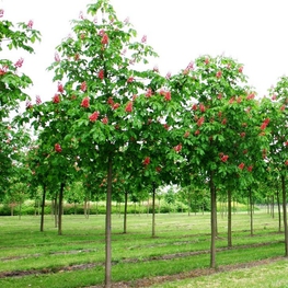 Каштан конский мясокрасный Бриоти (Aesculus × carnea 'Briotii')