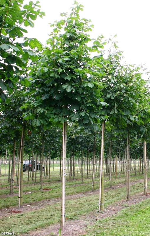 Каштан конский Баумани (Aesculus hippocastanum 'Baumannii')