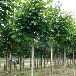 Каштан конский Баумани (Aesculus hippocastanum 'Baumannii')