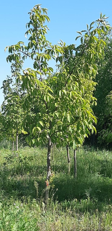 Каштан голый (Aesculus glabra)