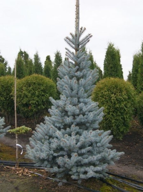 Ель колючая Омега (Picea pungens 'Omega')