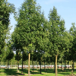 Ясень обыкновенный Вестхофс Глори (Fraxinus excelsior 'Westhof's Glorie')