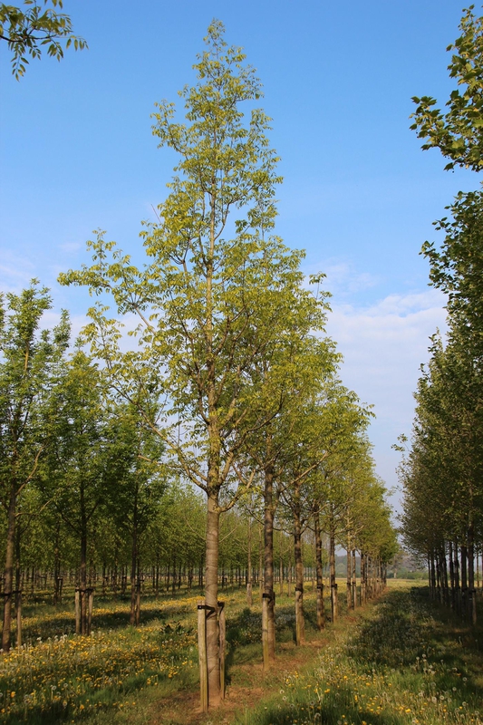 Ясень американский (Fraxinus americana)