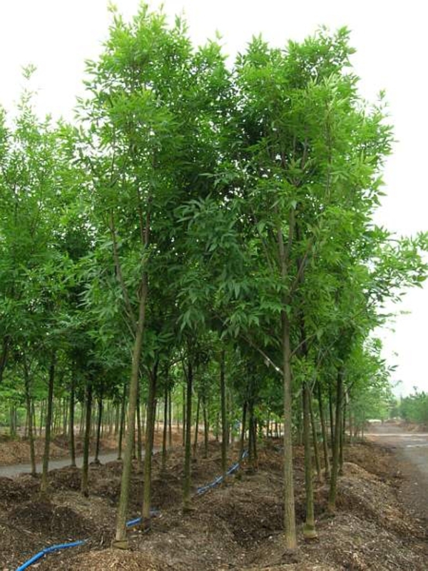 Ясень зелёный (Fraxinus pennsylvanica var. lanceolata)