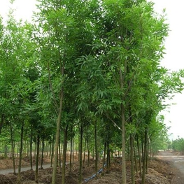 Ясень зелёный (Fraxinus pennsylvanica var. lanceolata)
