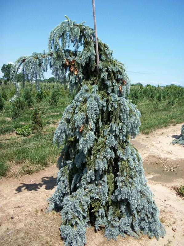 Ель колючая Пендула (Picea pungens 'Pendula')