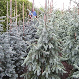 Ель Энгельманна Глаука (Picea engelmannii 'Glauca')