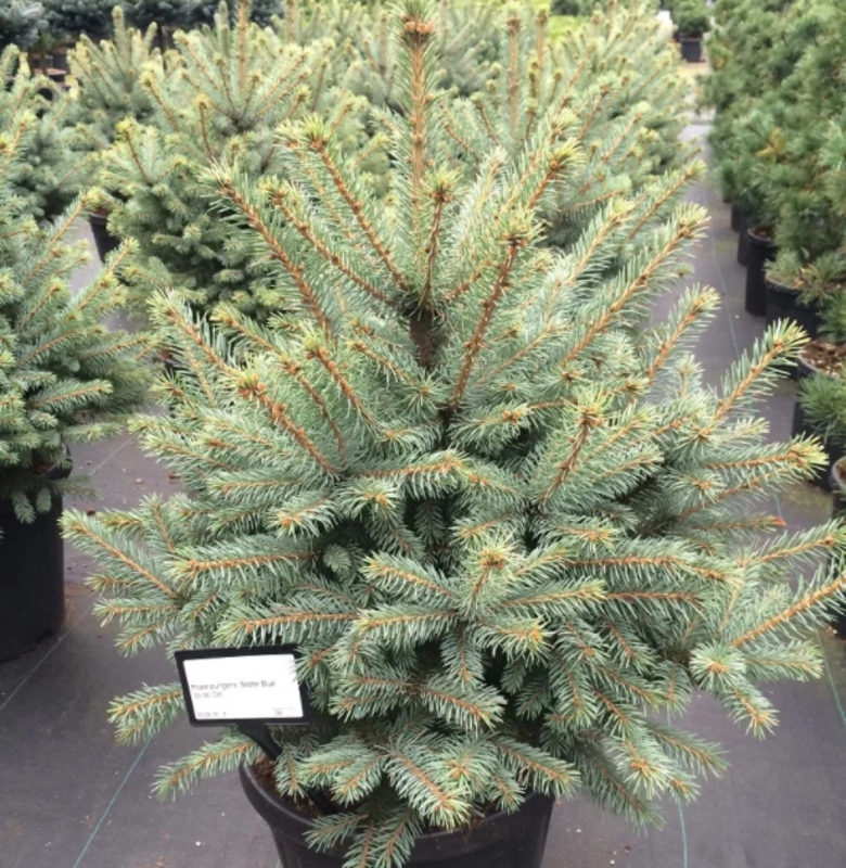 Ель колючая Сестер Блю (Picea pungens 'Sester Blue')