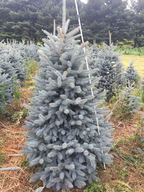 Ель колючая Бэби Блю (Picea pungens 'Baby Blue')