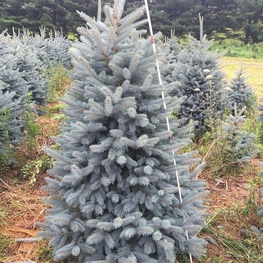Ель колючая Бэби Блю (Picea pungens 'Baby Blue')