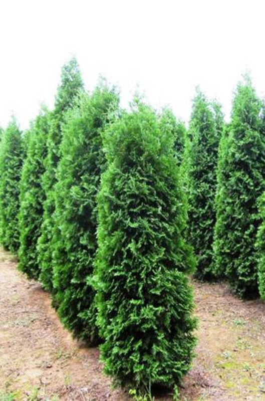 Туя западная Пирамидалис Компакта (Thuja occidentalis 'Pyramidalis Compacta')