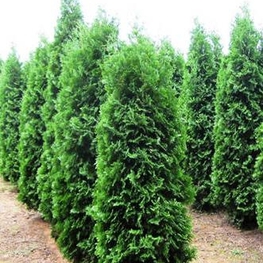 Туя западная Пирамидалис Компакта (Thuja occidentalis 'Pyramidalis Compacta')