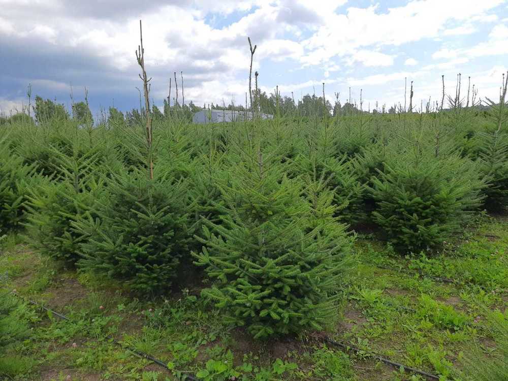 Пихта бальзамическая (Abies balsamea)
