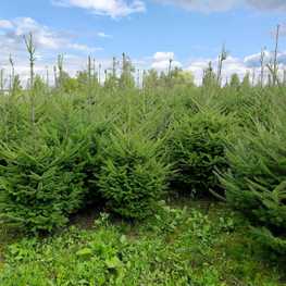 Пихта бальзамическая (Abies balsamea)