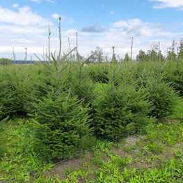 Пихта бальзамическая (Abies balsamea)
