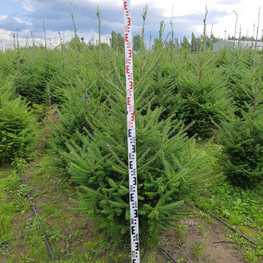 Пихта бальзамическая (Abies balsamea)