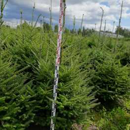 Пихта бальзамическая (Abies balsamea)