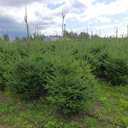 Пихта бальзамическая (Abies balsamea)