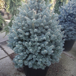 Пихта субальпийская Компакта (Abies lasiocarpa 'Compacta')