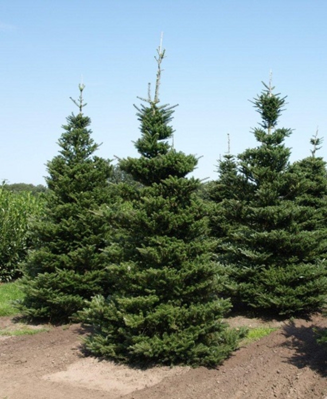 Пихта корейская Самлинг (Abies koreana 'Samling')