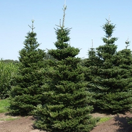 Пихта корейская Самлинг (Abies koreana 'Samling')