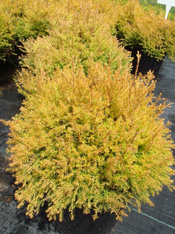 Туя западная Рейнголд (Thuja occidentalis 'Rheingold')